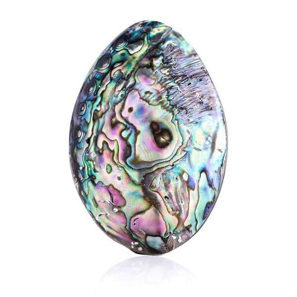 Ocean Abalone Shell